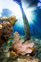 soft coral under jetty by Ag Hu 